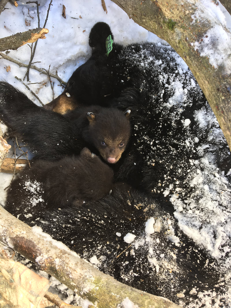 Black bear cubs and their mother during denning season